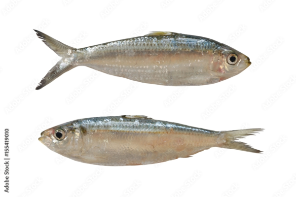 Indian oil sardine (നെയ്യ്‌ മത്തി)