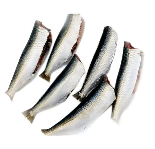 Goldstripe sardinella (മത്തി)