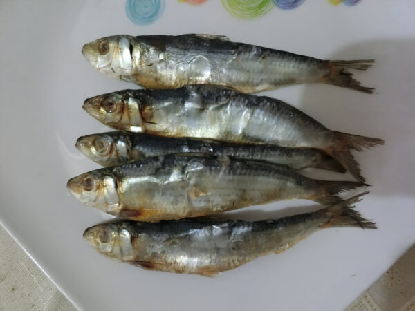 Fringescale sardinella (കാരി ചാള)