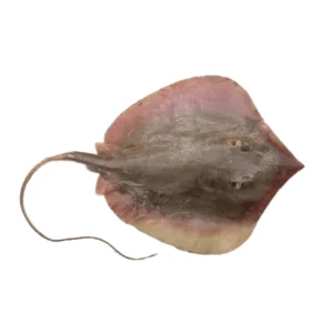 Therandi
