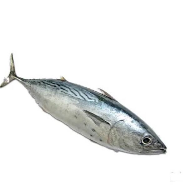 Kawa Kawa, Mackerel Tuna (ചൂര)