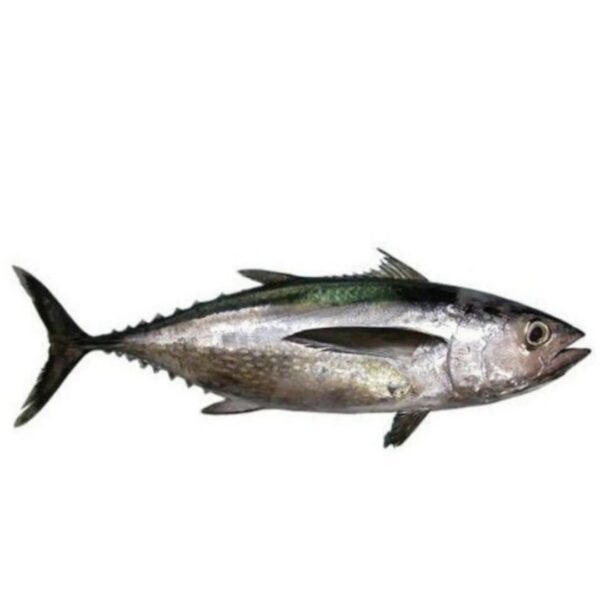 Pacific Bonito (ചൂര)