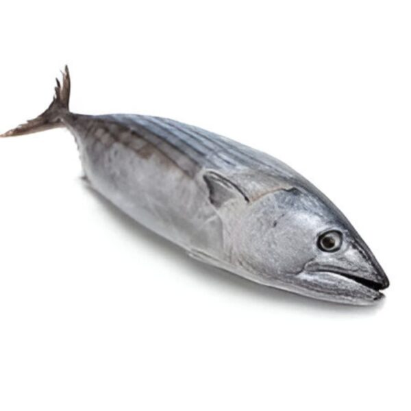 Pacific blue fin tuna ( ചൂര)