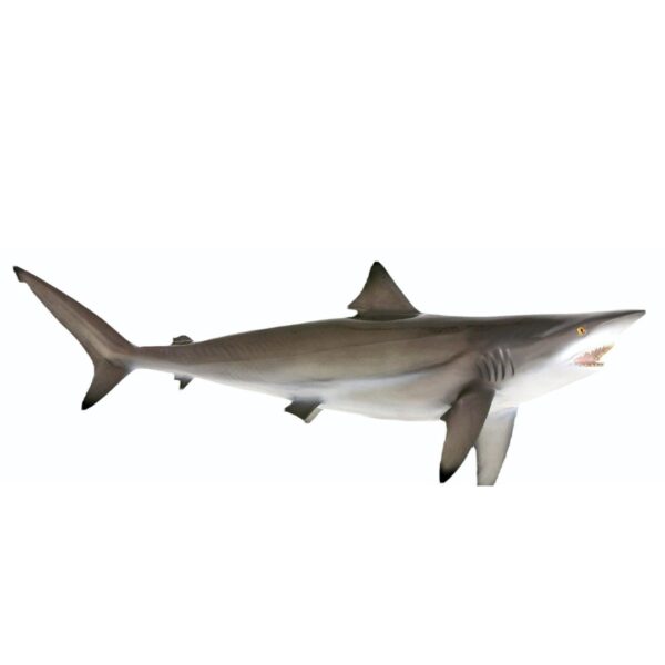 Blacktip shark ( ശ്രാവ്‌, ചൊരക്ക്‌)