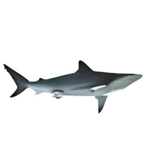 White cheek shark (ശ്രാവ്‌, ചൊരക്ക്‌)