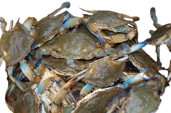 crab