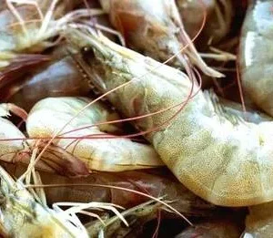 White Prawns (വെള്ളക്കൊഞ്ച്)