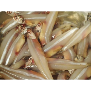 Anchovy (Nethili )