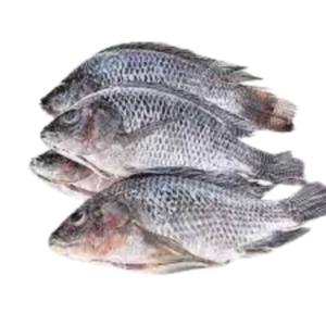 Tilapia (തിലോപ്പി)