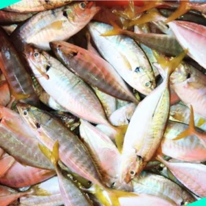 Yellow Fin Trevally (ഉരുൾ പാര)