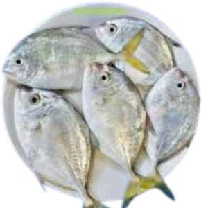 Vattakanni Fish (Spotfin Croaker) | വട്ടക്കണ്ണി